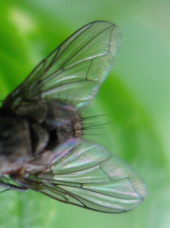 Meigenia sp. (Tachinidae)